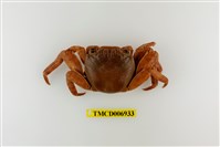 藏品(白紋方蟹)的圖片